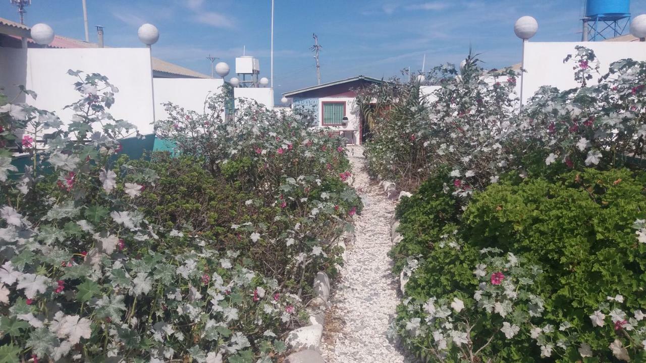 Cabañas Juan Gaviota Punta de Choros Bagian luar foto